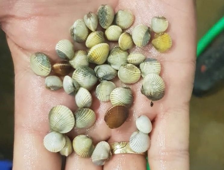 Handful of spatfall (© Meromar Seafoods).
