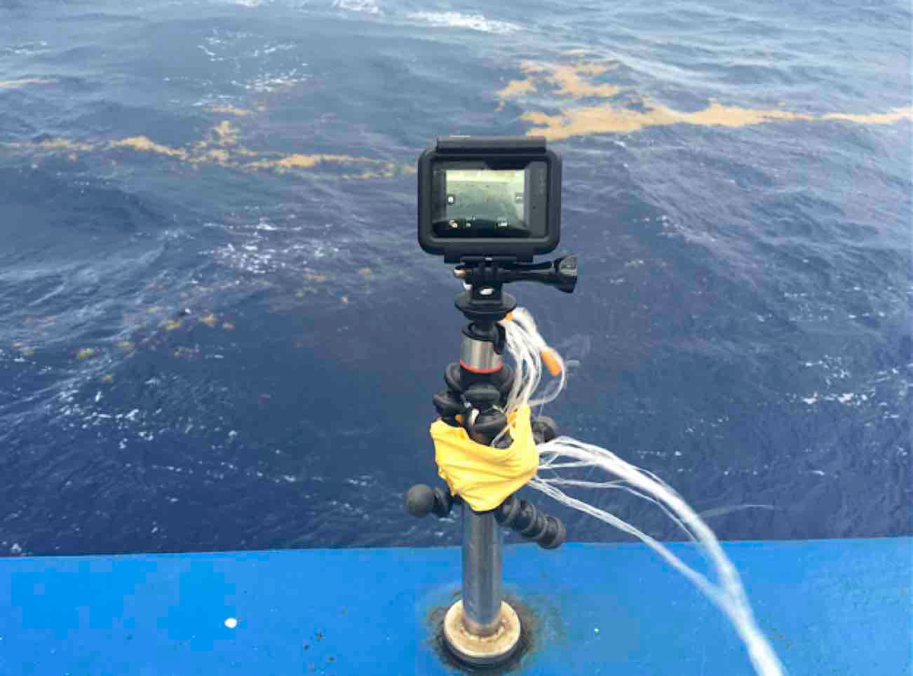 Estimating Sargassum biomass with a GoPro Camera | Estimando la biomasa del Sargassum con una cámara GoPro. Photo: Izchel Hernandez 