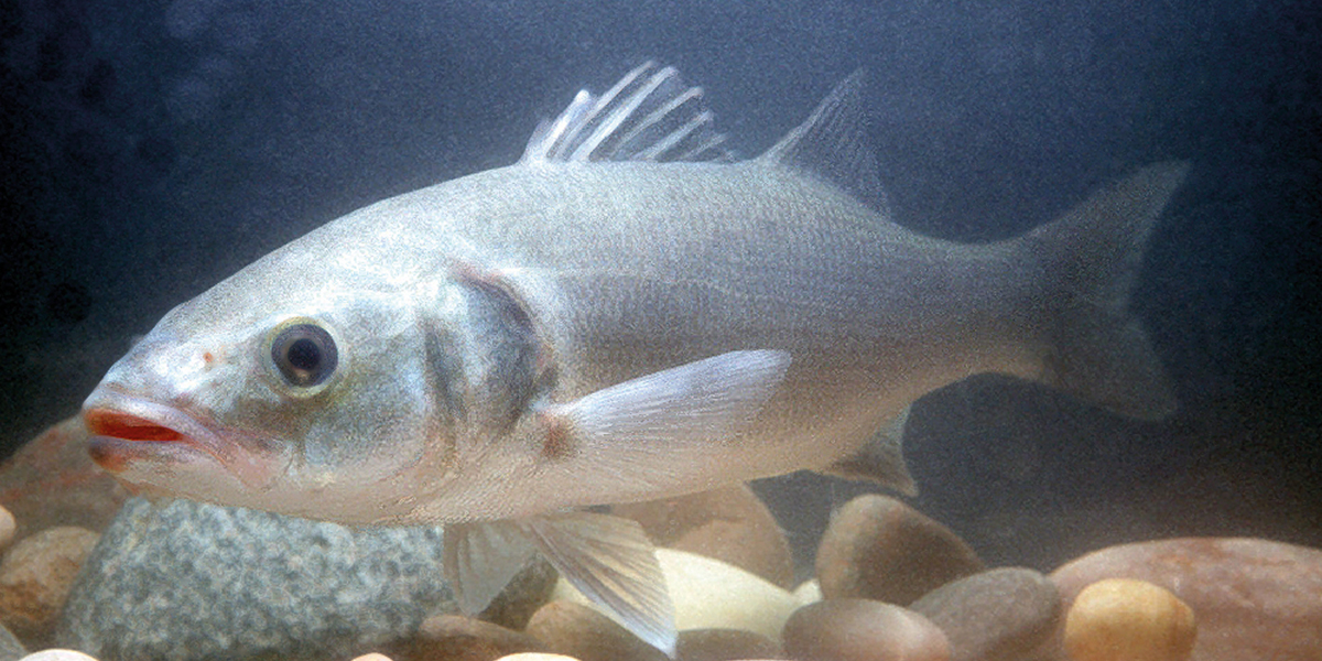 Juvenile Bass, caught in the Solent. Photo: Paul Sterry