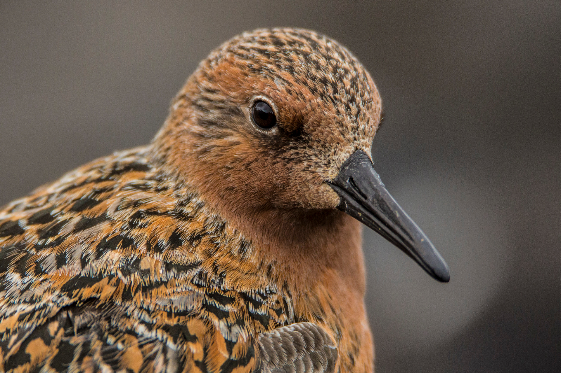 Red knot portrait by Jan van de Kam