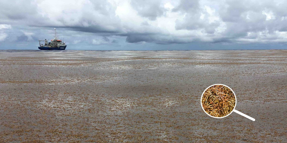 A view of our NIOZ research vessel Pelagia from inside the 'Great Sargassum Belt'. Photo: Erik Zettler