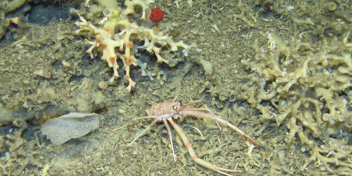 Deep sea coral reefs are hotspots of biodiversity. Photo: NIOZ