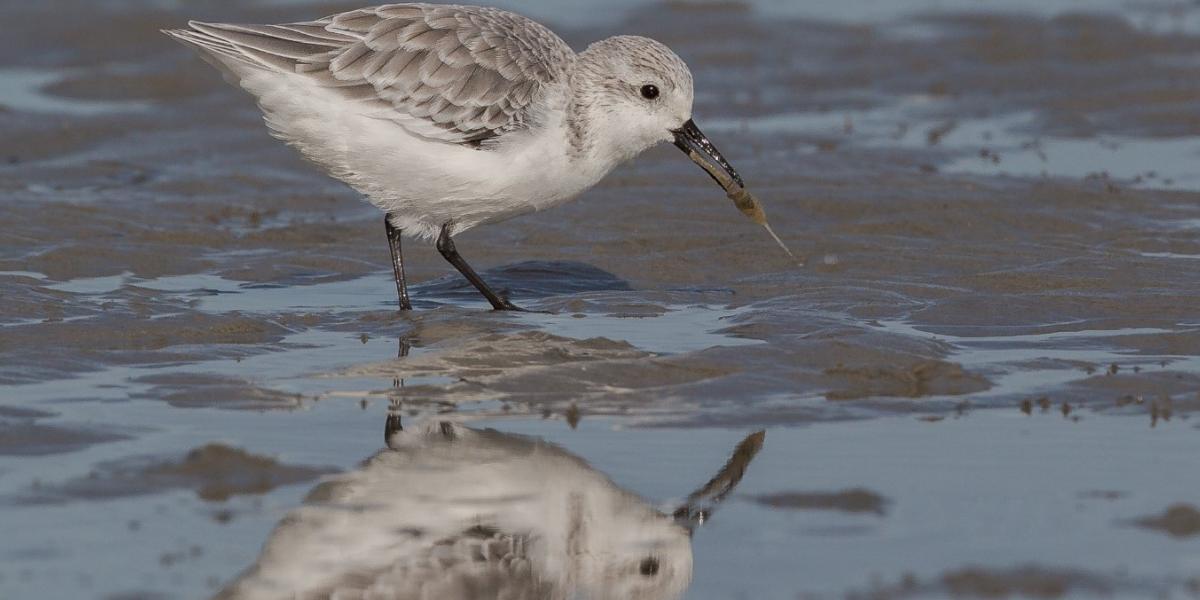 Sanderling on a mudflat caught a shrimp. Photo: Jan Veen.