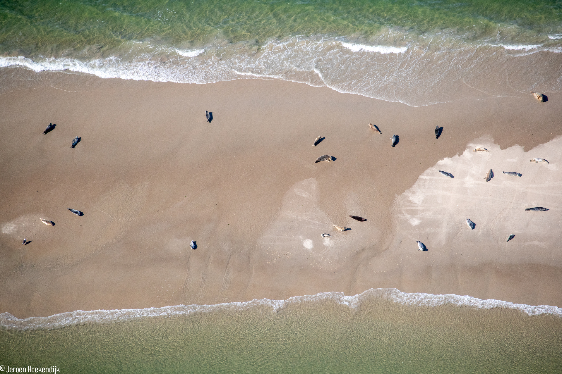 Grey and harbour seals in the Dutch Wadden Sea. Jeroen Hoekendijk