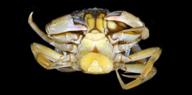 A crab infected with the rhizocephalan Sacculina carcini (© Hans Witte, NIOZ).  