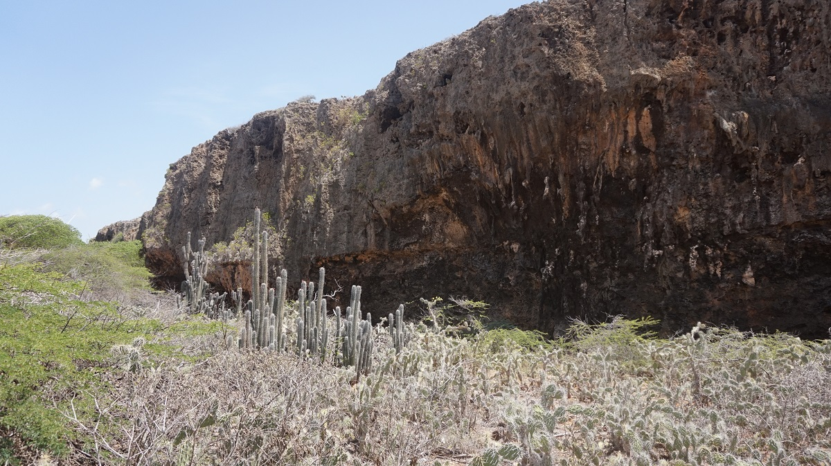 Warm water corals tend to live nearby mean sea level, hence they are very good indicators of past climatic fluctuations. On Curacao cactuses are now growing at the base of a paleo fore reef, where corals used to live. Credits: Paolo Stocchi, NIOZ 