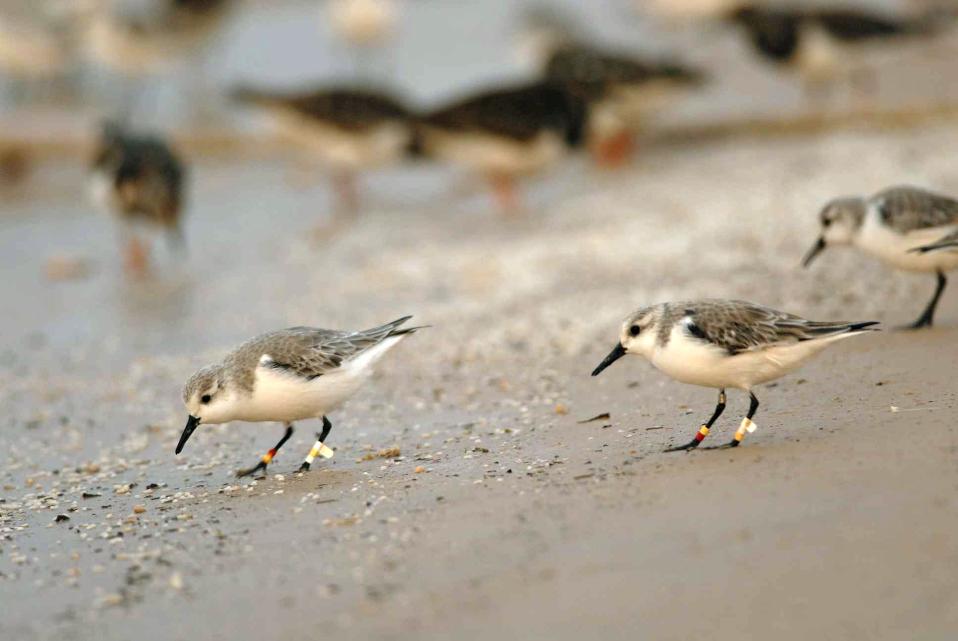 Sanderlings have been tagged with colour-rings to make them individually identifiable. The study is based on tens of thousands of observations of such tagged birds. Photo by Jeroen Reneerkens