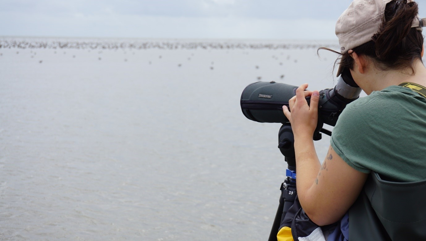 Selin is observing red knots foraging on the mudflats and she is trying to find one with measured personality. Picture credit: Dieke de Boer