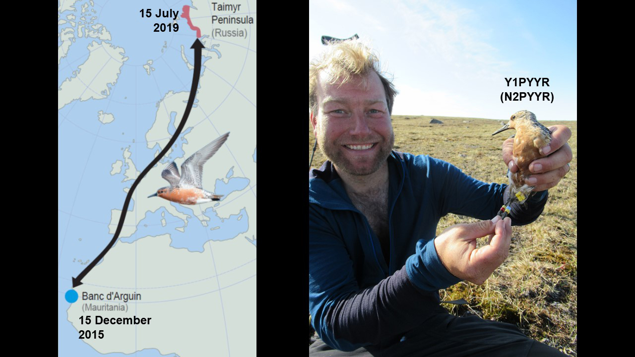 15 July 2019 Today we had the most spectacular catch of the season, when we trap N2PYYR that was banded 4 years ago and 10,000 km away in Mauritania, by the same catcher as today: Job ten Horn! 