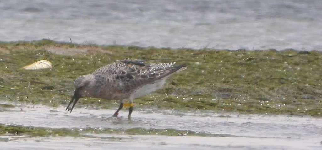 A tagged red knot swallowing a bivalve. Photo: Tim Oortwijn