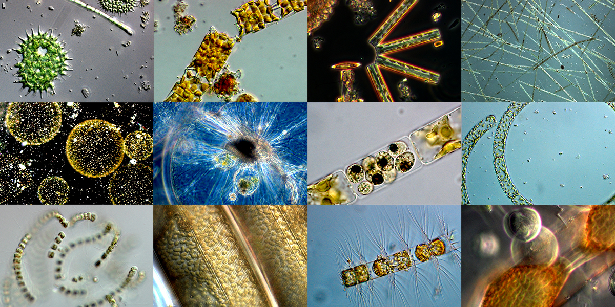 The phytoplankton calendar of the Marsdiep