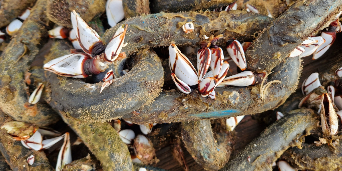 The buoys and other mooring parts are usually covered with algae and larger creatures such as gooseneck barnacles