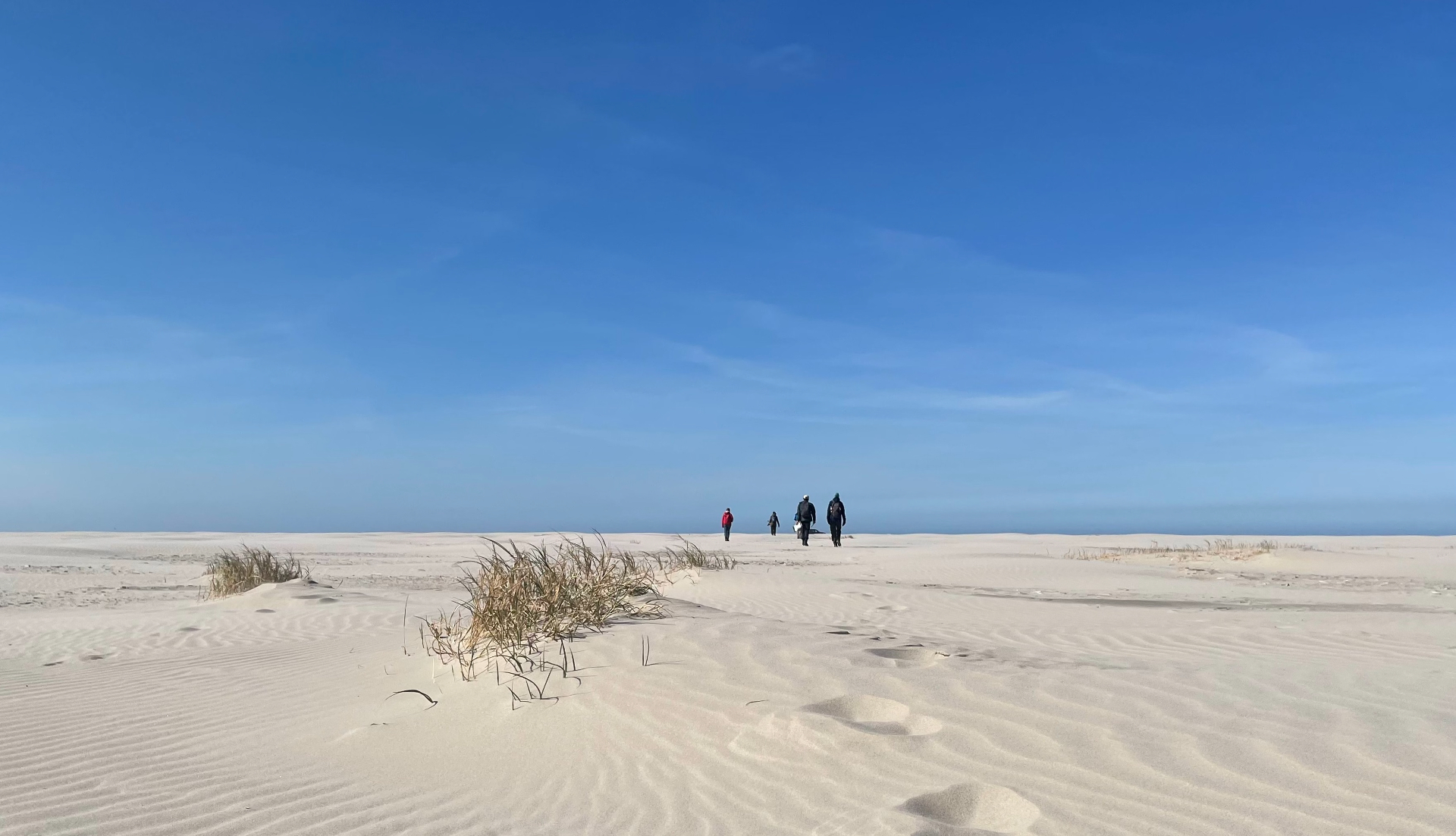 Small dunes formed by sand couch during monitoring of a field experiment on the Balg, Schiermonnikoog. Credit: Carlijn Lammers