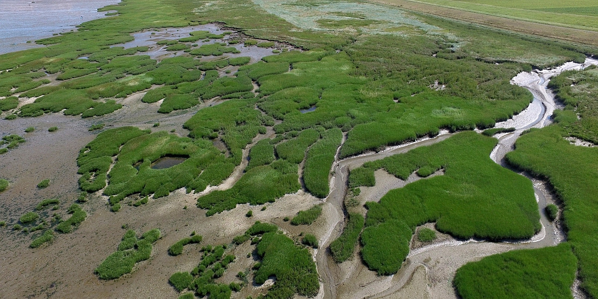 Gezonde schorren hebben een golfremmende werking en beschermen daardoor onze dijken bij hoge waterstanden. (Schor van Hellegat in de Westerschelde) – Foto Jim van Belzen (NIOZ)