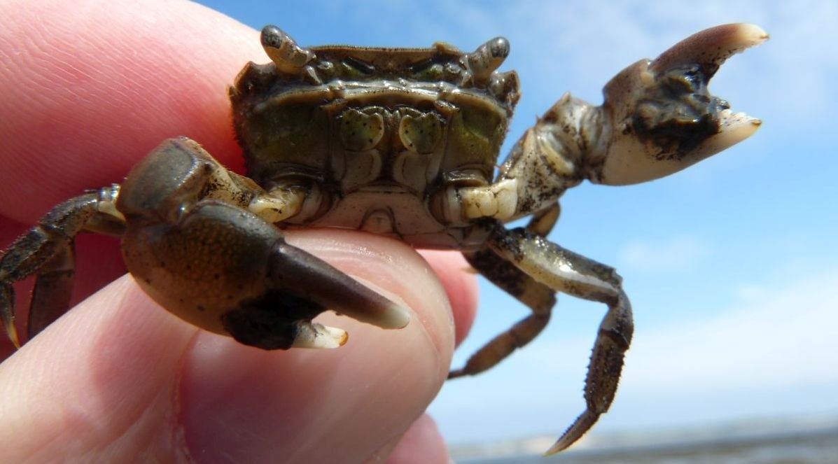 Hemigraspsus, an invasive crab species (© C. Buschbaum). 