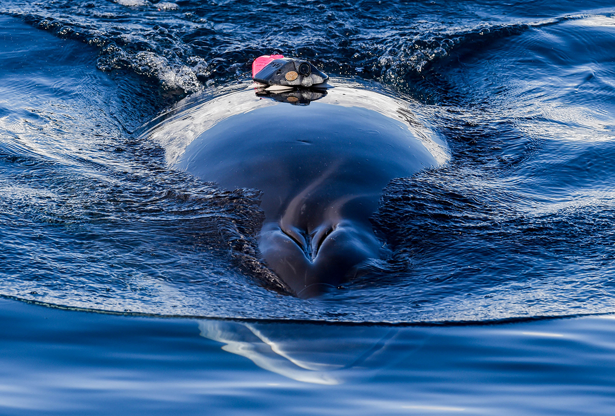 Antarctic - minke whale tag on by ASF Credit information: Ari Friedlaender, University of California, Santa Cruz. Photo taken under permit ACA / NMFS #14809. 