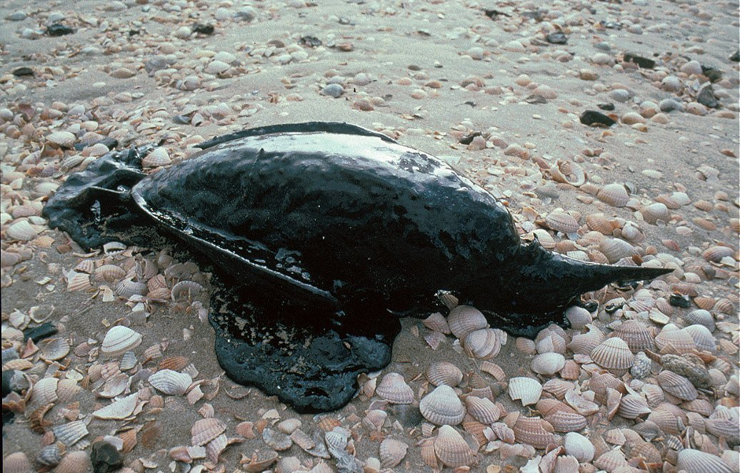 Zeekoet met dikke teer overdekt. Foto: J.A. van Franeker)