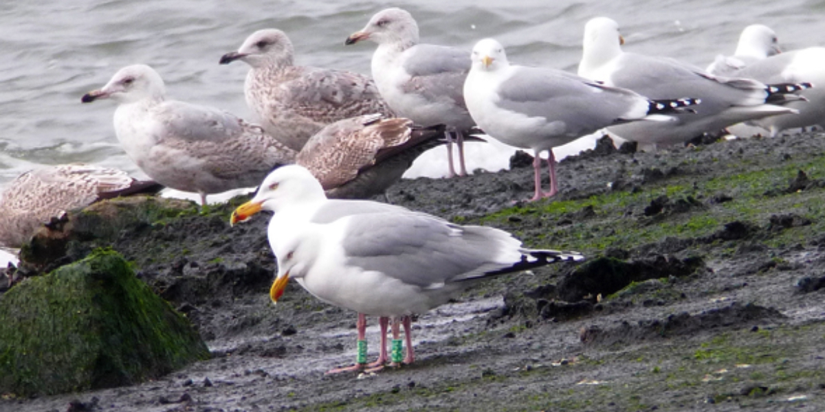 They rest, feed... and moult all their body feathers, wings included.