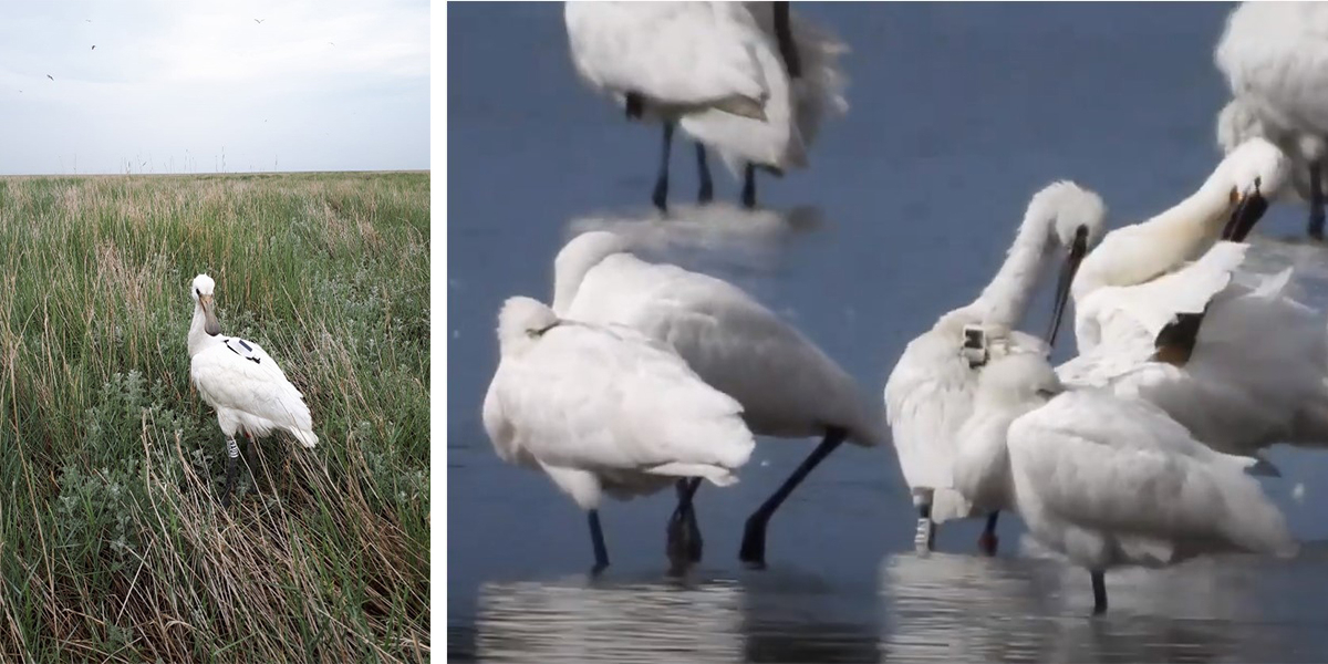 Left: Nadia on 15 June 2020, when she was equipped with a GPS tracker (photo: Tamar Lok). Right: Nadia on 10 September in De Onlanden (a still from a video made by Jan van ‘t Hoff). 