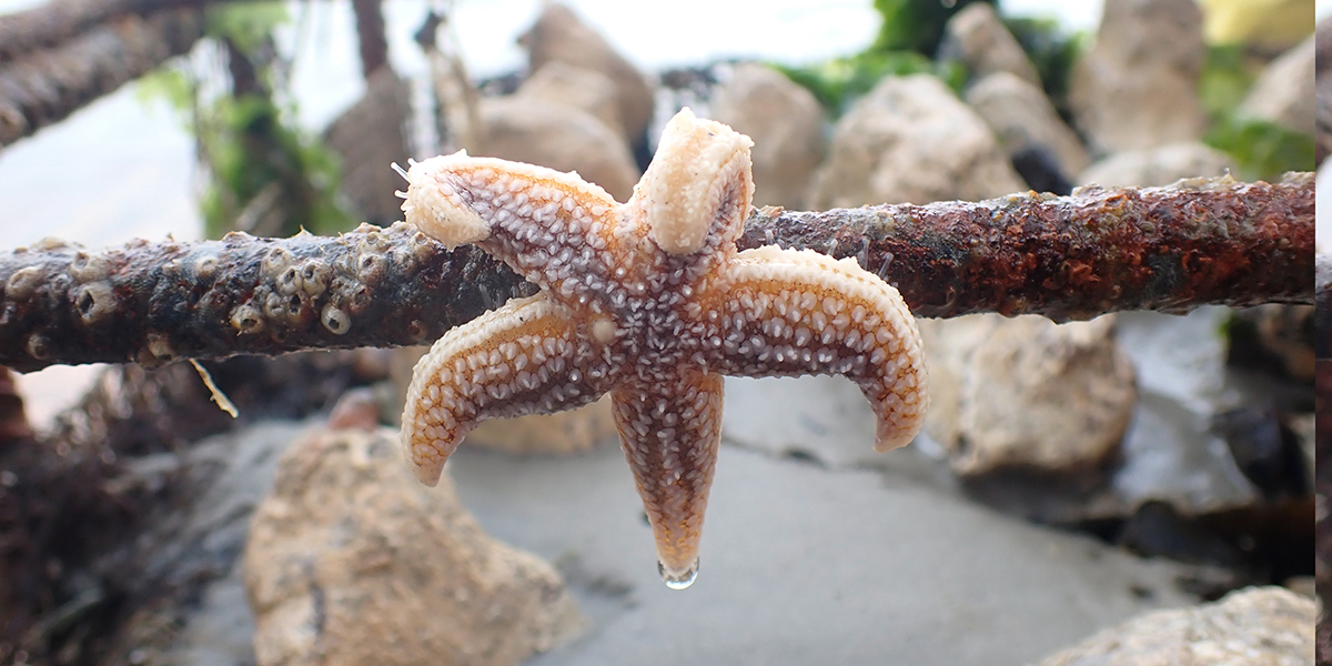 Gewone zeesterren (Asterias rubens) werden veelvuldig aangetroffen op de korven met hard substraat, aangezien daar volop voedsel voor ze is te vinden (Foto: Sterre Witte).