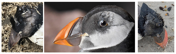 vlnr: juveniele vogel met blauwe gladde snavel van Waarneming.nl; onvolwassen vogel met oranje gladde snavel (Ecomare); volwassen vogel met oranje gegroefde snavel (Waarneming.nl)