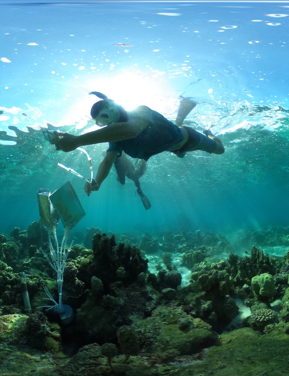 Measurements of the Mo’orea backreef. Photo: Shayle Matsuda/ UH SOEST