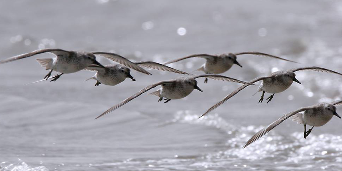 Red Knots. Photo: Jan van de Kam