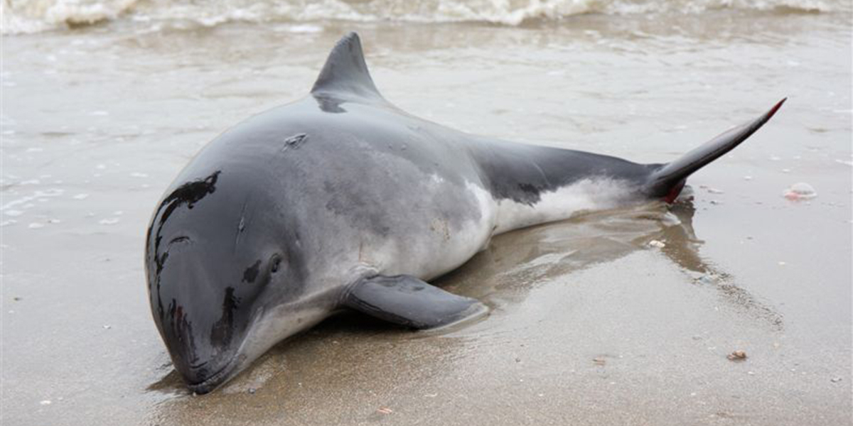 Stranded harbour porpoise. Photo: Arie van Dijk