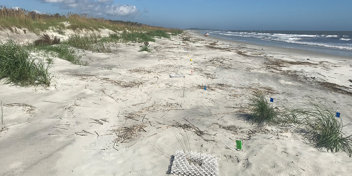 Field experiment with establishment structures on the beach of Sapelo Island (Georgia, USA). Photo: Valérie Reijers 