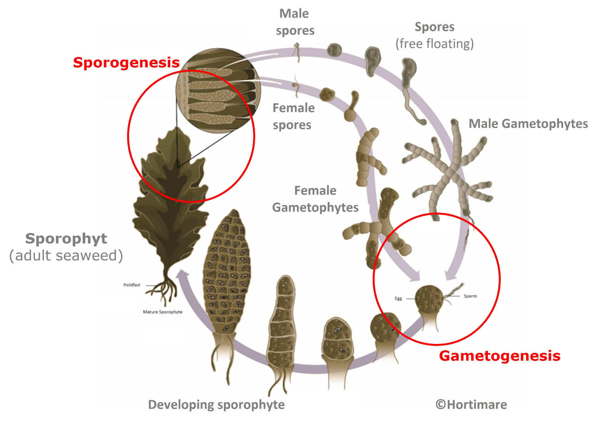 There is still a lot to learn about the seaweed life cycle. Figure: 