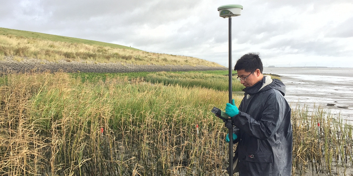 Zhenchang Zhu aan het werk in een buitendijkse kwelder in Zeeland