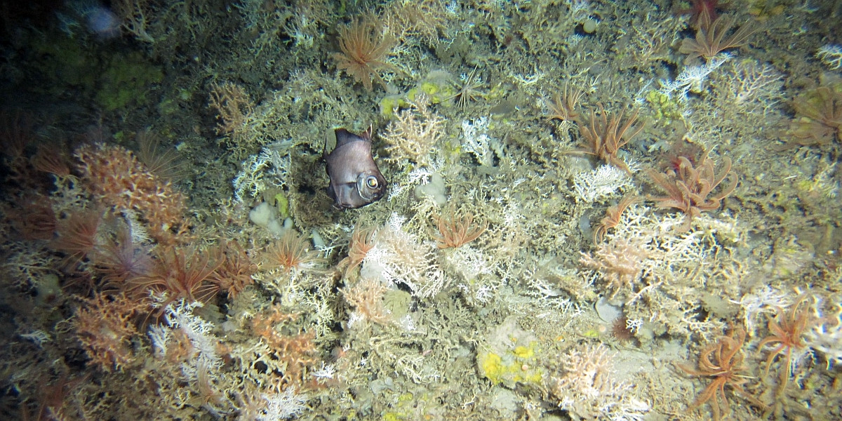 The Oreo mound at Rockall bank is densely populated with corals, Crinoids and sponges. The mound is named after the fish that is visible in this picture. 