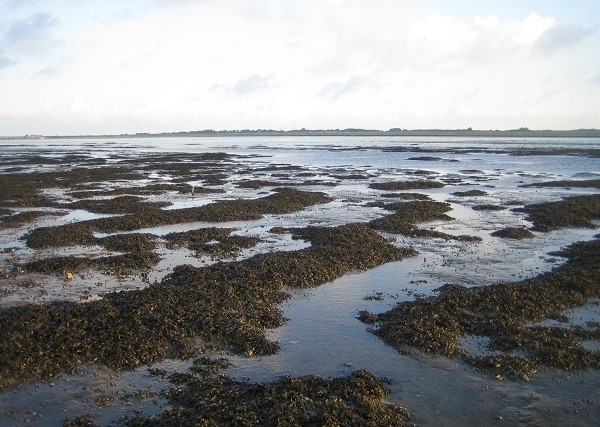 Natuurlijke mosselbanken - cc-foto: Johan van de Koppel. 