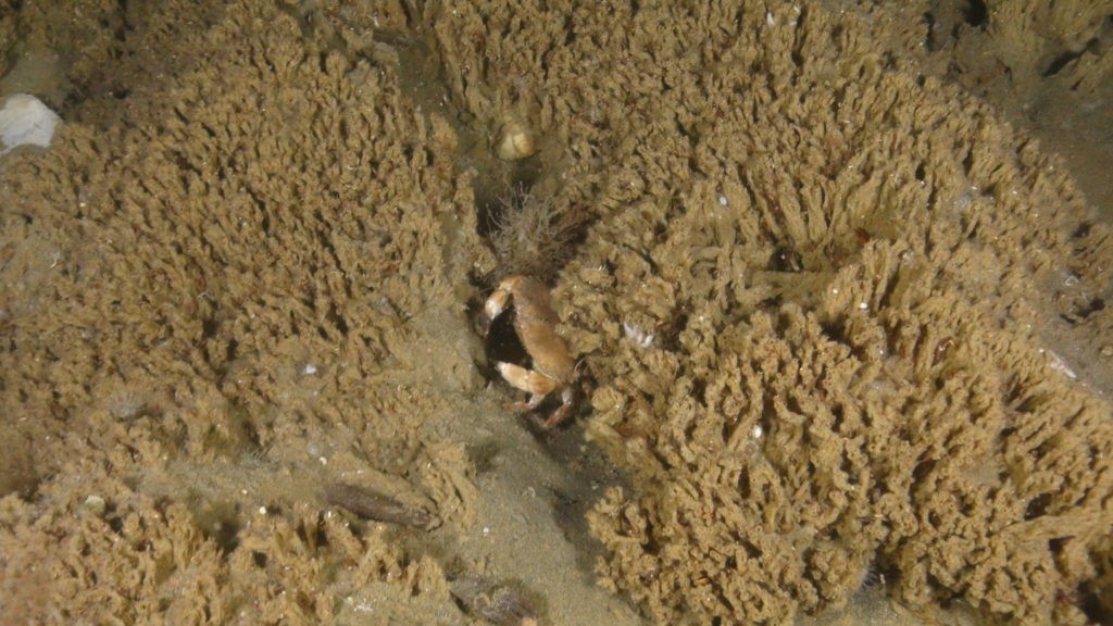 Figure 1. A reef formed by the tubeworm Sabellaria spinulosa observed on earlier cruises. The large crab in the middle is an edible crab (Cancer pagurus). Photo: OCEANA.