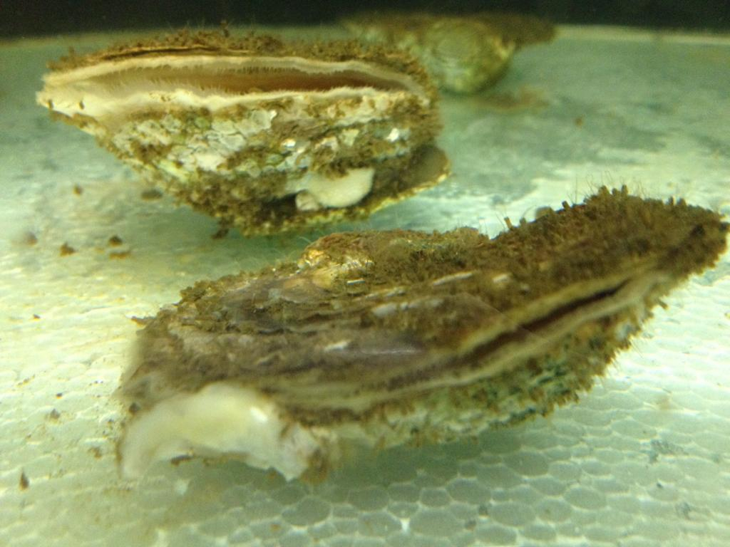 De ouders van de gekweekte oester het kweekcentrum van het NIOZ. Foto: Pascalle Jacobs.