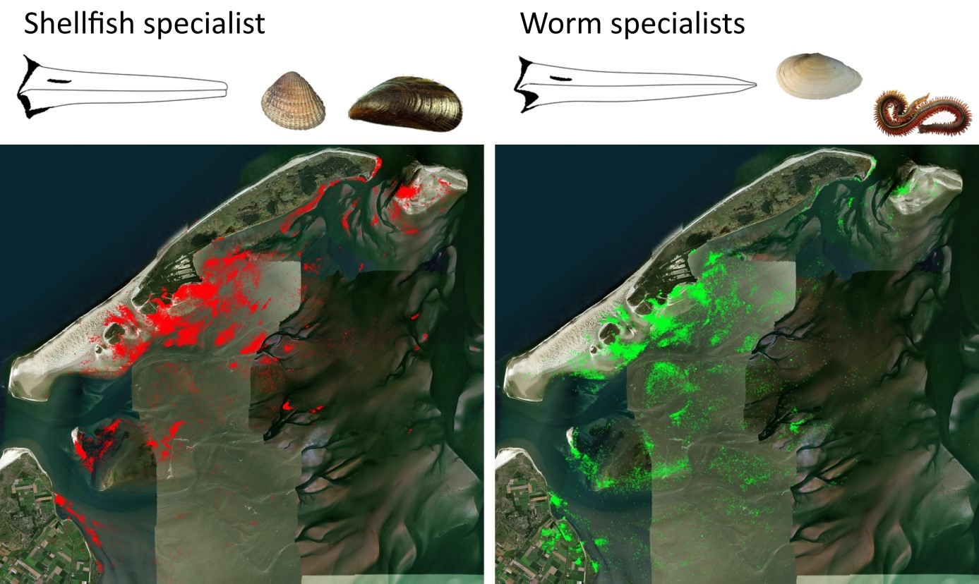Space use of oystercatchers with GPS trackers around Vlieland, separated for shellfish specialists (left) and worm specialists (right) (bill shape drawings from Swennen et al., 1983). Map source: Bing maps.