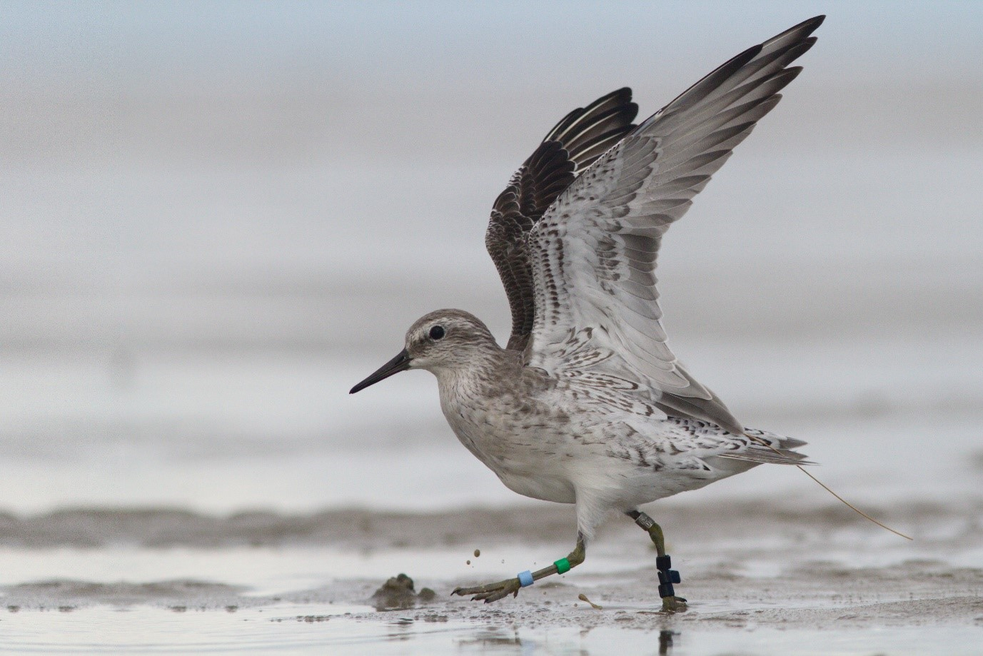 Red knot on the mudflat right after release with colour rings and WATLAS tag. Picture credit: Benjamin Gnep