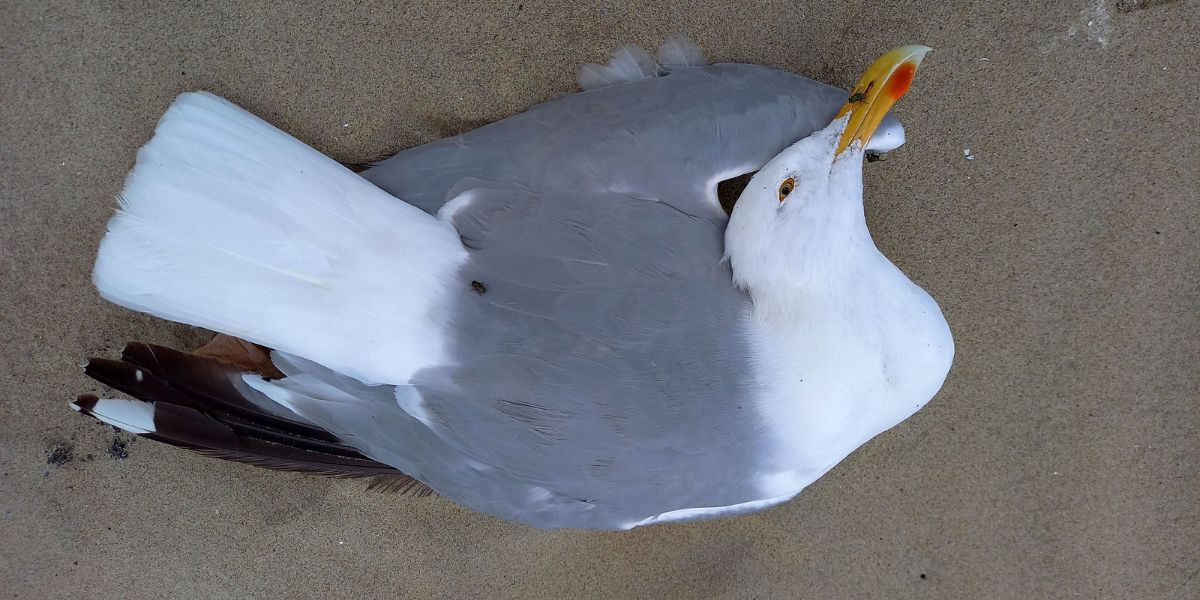 Zilvermeeuw positief getest, Texel augustus (Photo: Kees Camphuysen)