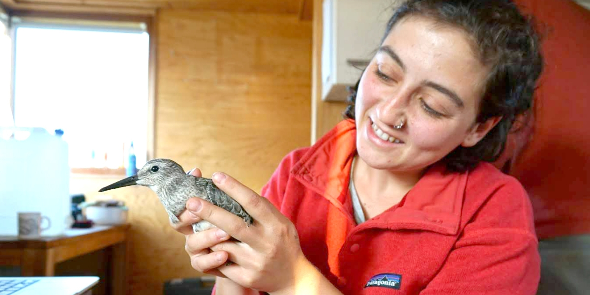Selin Ersoy holding a red knot which received a small, temporary tracking device. Photo: Seline Ersoy, NIOZ.