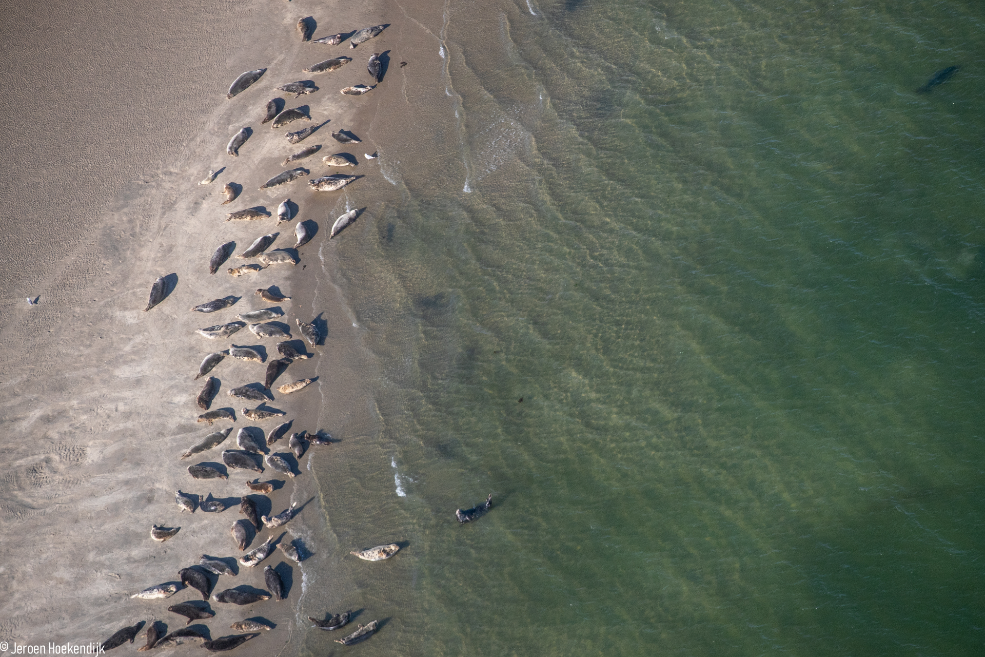 Grey seals in the Dutch Wadden Sea. Photo: Jeroen Hoekendijk (NIOZ)
