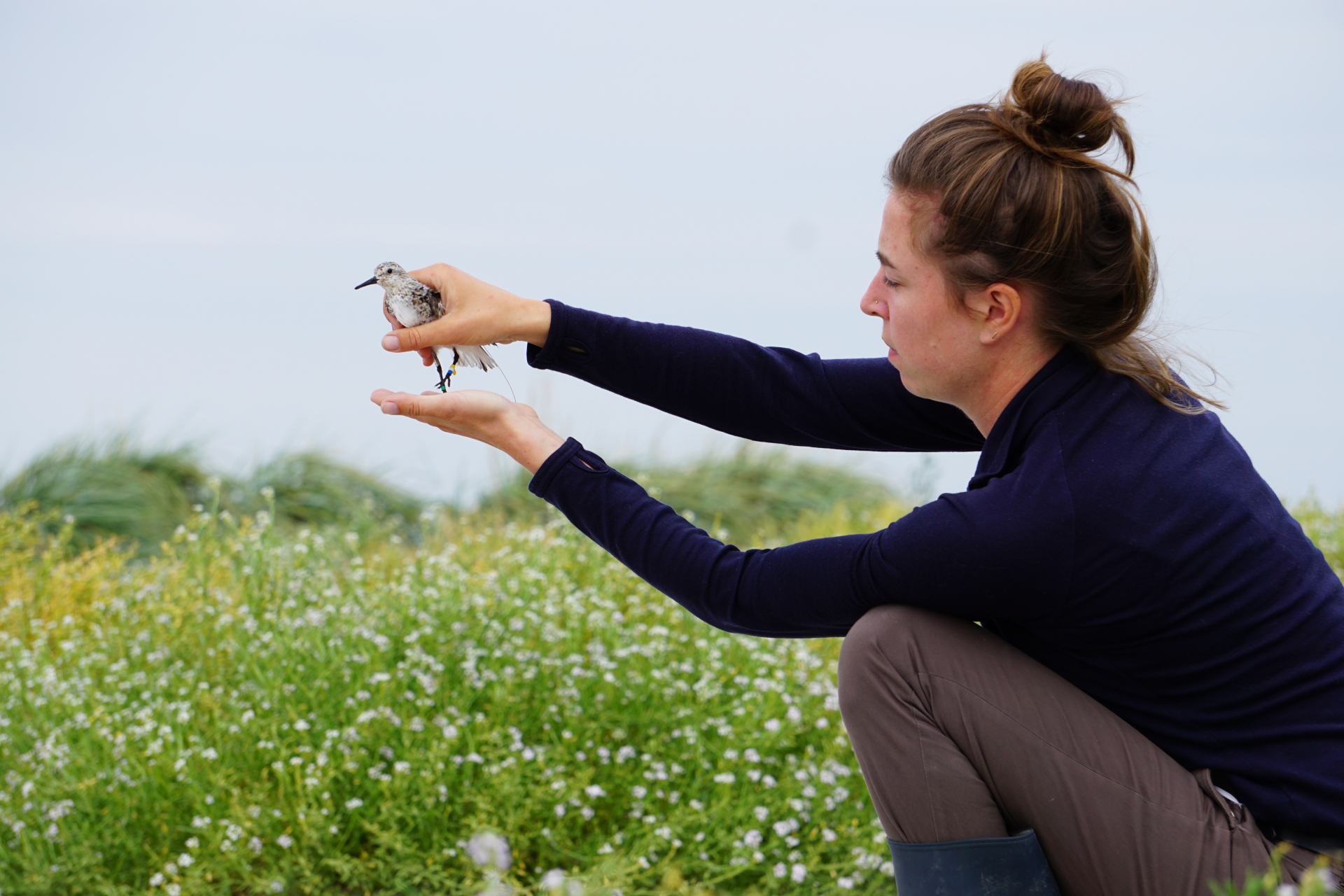 Promovenda Emma Penning laat een drieteenstrandloper met zender los op Griend. Foto: Selin Ersoy.