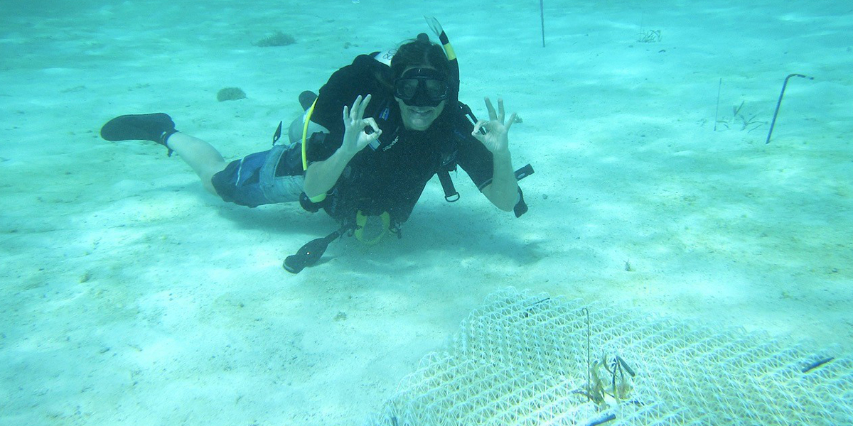 The installation of the biodegradable structures for underwater seagrass meadows was carried out by divers. Photo: Marjolijn Christianen