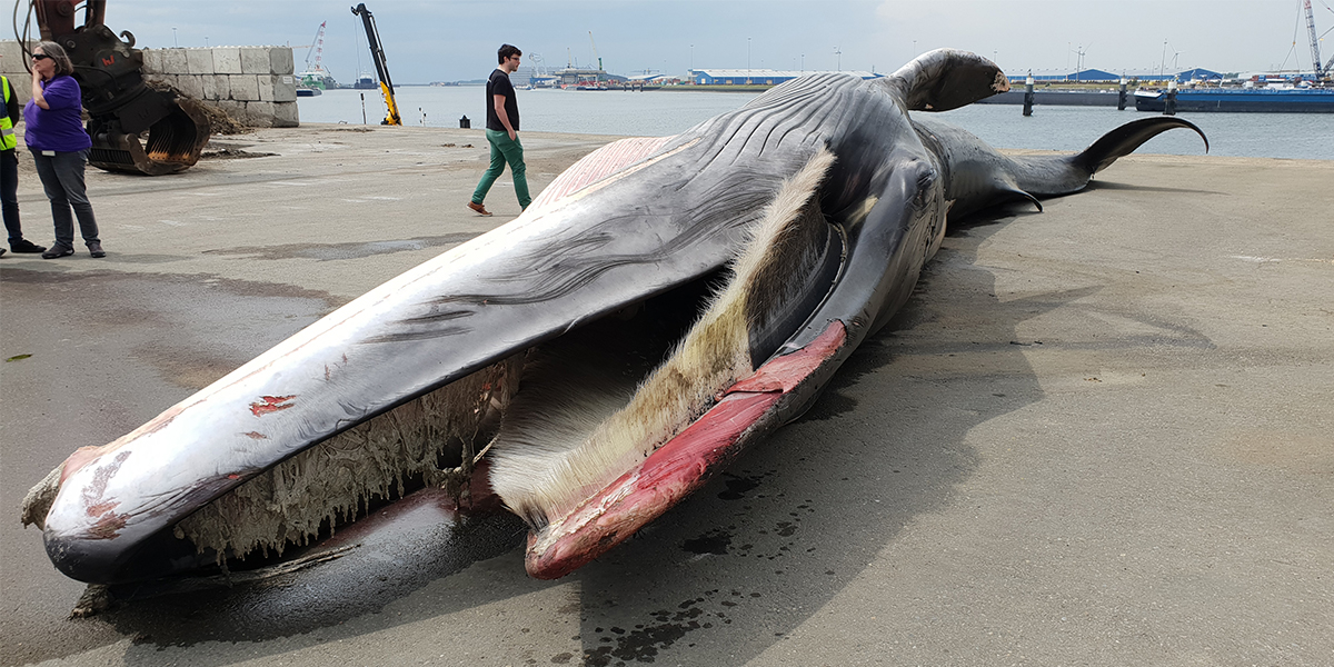A bow caught fin whale showing the baleen on the upper jaw. The whale is upside down after having been removed from the ship. Photo: Lonneke IJsseldijk (UU)