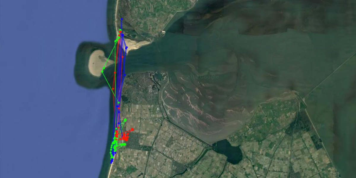 Near real-time tracking data (last 3 days of data available per individual bird).