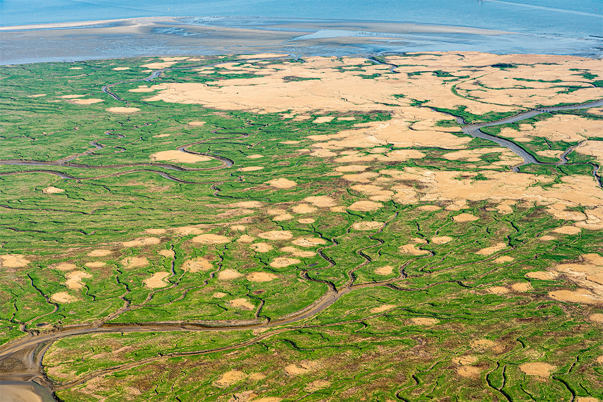 Salt marsh in the Western Scheldt estuary, The Netherlands. Credits: Edwin Paree