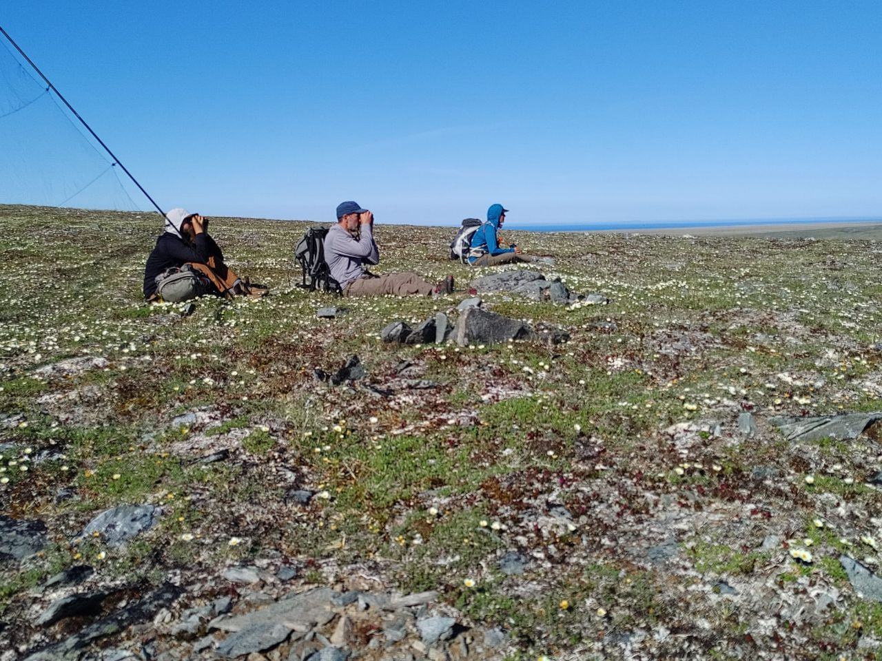 Our American colleagues Jim, Zak and Kelsi watching a Red Knot father from a distance to locate the chicks. Photo by Jeroen Reneerkens