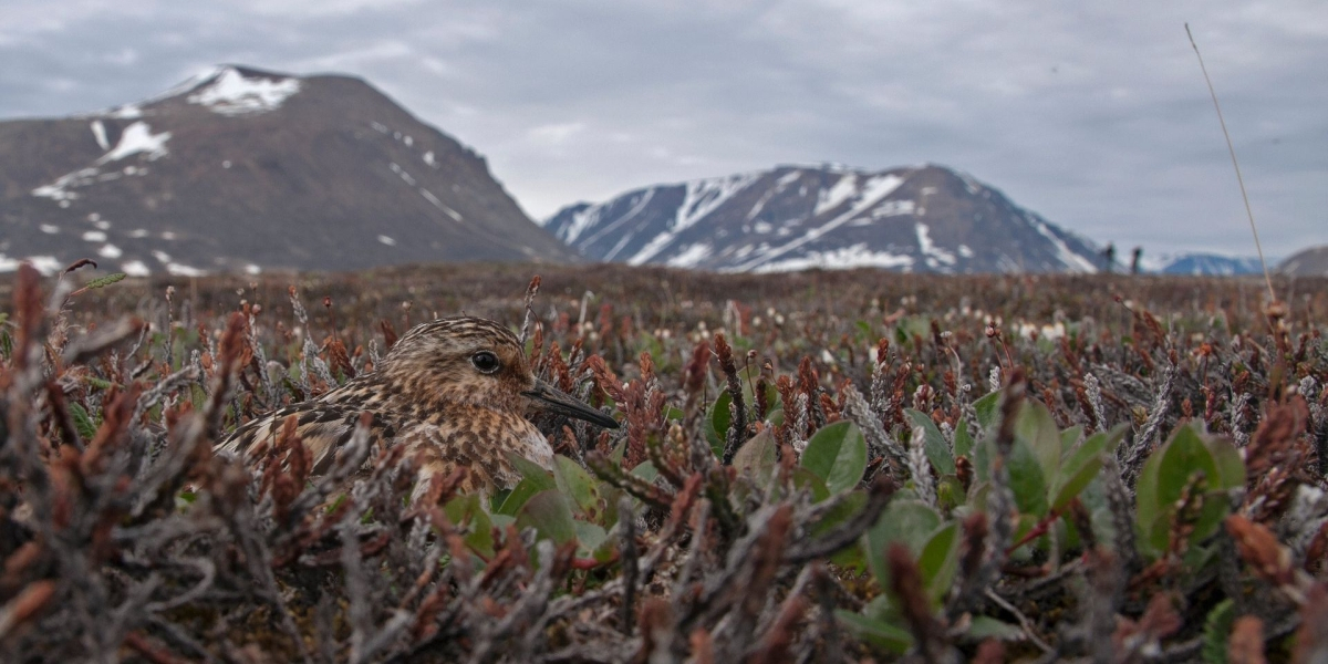 Sanderling on Greenland. Photo: Jeroen Reneerkens (NIOZ)