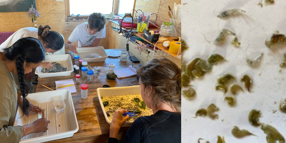 Left: Emma, Farhana, Angeliki and Manno sorting and identifying the samples. Right: The contents of the samples: brown shrimp, crabs, mudshrimp and amphipods. (Photo: Nienke Zwaferink) Left: Emma, Farhana, Angeliki and Manno sorting and identifying the samples. Right: The contents of the samples: brown shrimp, crabs, mudshrimp and amphipods. (Photo: Nienke Zwaferink)