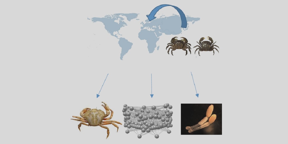 Impacts of invasive Hemigrapsus species (© David Thieltges).