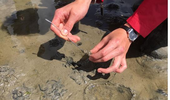 Close-up of sediment sampling. Photo: Torunn Sandven Sagen. 